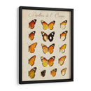Papillons De Leurope Ii - Vision Studio | Cuadro decorativo de Canvas Lab