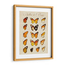 Papillons De Leurope Ii - Vision Studio | Cuadro decorativo de Canvas Lab