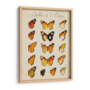 Papillons De Leurope Ii - Vision Studio | Cuadro decorativo de Canvas Lab
