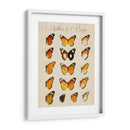 Papillons De Leurope Ii - Vision Studio | Cuadro decorativo de Canvas Lab