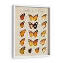 Papillons De Leurope Ii - Vision Studio | Cuadro decorativo de Canvas Lab
