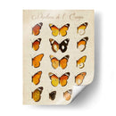 Papillons De Leurope Ii - Vision Studio | Cuadro decorativo de Canvas Lab