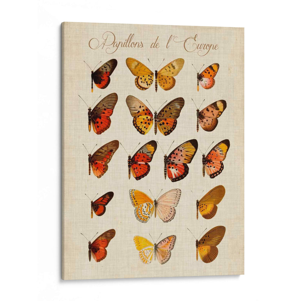 Papillons De Leurope Iii - Vision Studio | Cuadro decorativo de Canvas Lab
