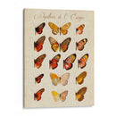 Papillons De Leurope Iii - Vision Studio | Cuadro decorativo de Canvas Lab