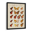 Papillons De Leurope Iii - Vision Studio | Cuadro decorativo de Canvas Lab