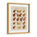 Papillons De Leurope Iii - Vision Studio | Cuadro decorativo de Canvas Lab