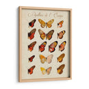 Papillons De Leurope Iii - Vision Studio | Cuadro decorativo de Canvas Lab