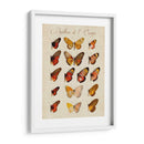 Papillons De Leurope Iii - Vision Studio | Cuadro decorativo de Canvas Lab