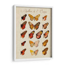 Papillons De Leurope Iii - Vision Studio | Cuadro decorativo de Canvas Lab