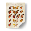 Papillons De Leurope Iii - Vision Studio | Cuadro decorativo de Canvas Lab