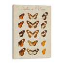 Papillons De Leurope Iv - Vision Studio | Cuadro decorativo de Canvas Lab