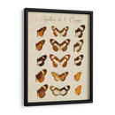 Papillons De Leurope Iv - Vision Studio | Cuadro decorativo de Canvas Lab