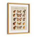 Papillons De Leurope Iv - Vision Studio | Cuadro decorativo de Canvas Lab