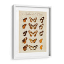 Papillons De Leurope Iv - Vision Studio | Cuadro decorativo de Canvas Lab