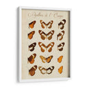 Papillons De Leurope Iv - Vision Studio | Cuadro decorativo de Canvas Lab