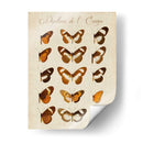 Papillons De Leurope Iv - Vision Studio | Cuadro decorativo de Canvas Lab