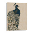 Peacock Con Textura I - Grace Popp | Cuadro decorativo de Canvas Lab
