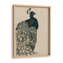 Peacock Con Textura I - Grace Popp | Cuadro decorativo de Canvas Lab