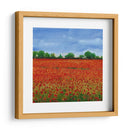 Campo De Amapolas I - Tim OToole | Cuadro decorativo de Canvas Lab