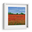 Campo De Amapolas I - Tim OToole | Cuadro decorativo de Canvas Lab