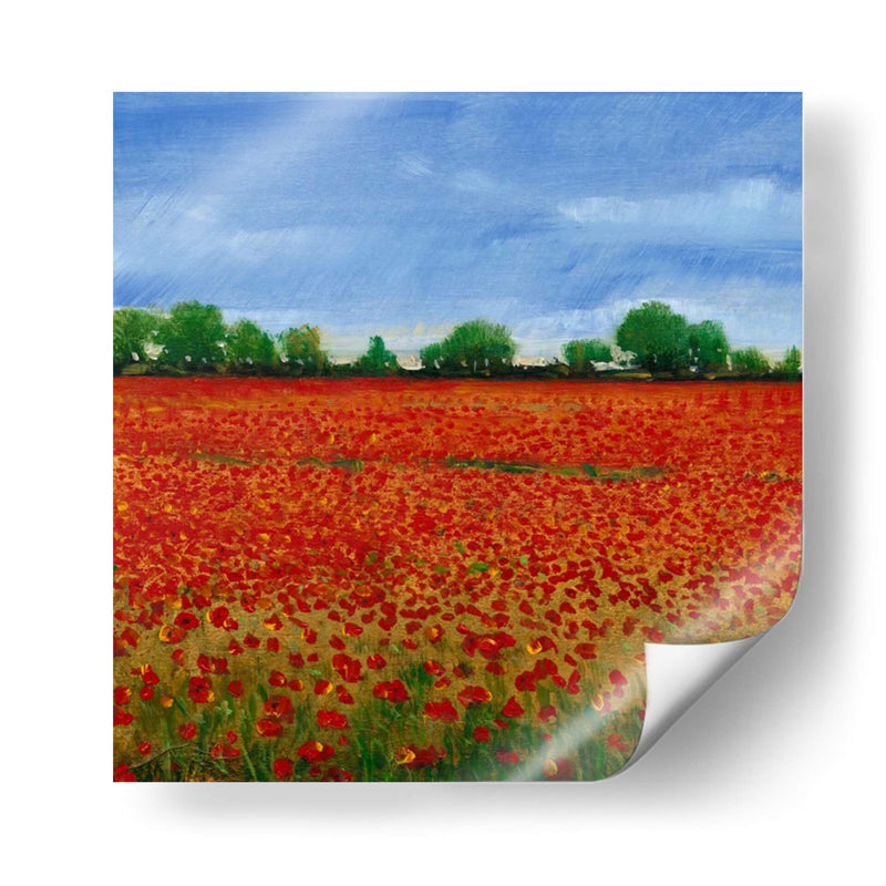 Campo De Amapolas I - Tim OToole | Cuadro decorativo de Canvas Lab