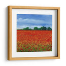 Campo De Amapolas Ii - Tim OToole | Cuadro decorativo de Canvas Lab