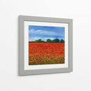 Campo De Amapolas Ii - Tim OToole | Cuadro decorativo de Canvas Lab
