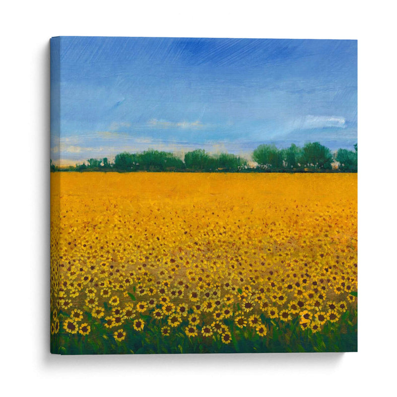 Campo De Girasoles Ii - Tim OToole | Cuadro decorativo de Canvas Lab