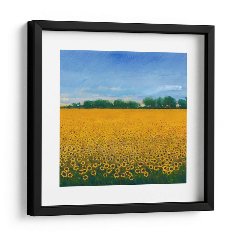 Campo De Girasoles Ii - Tim OToole | Cuadro decorativo de Canvas Lab