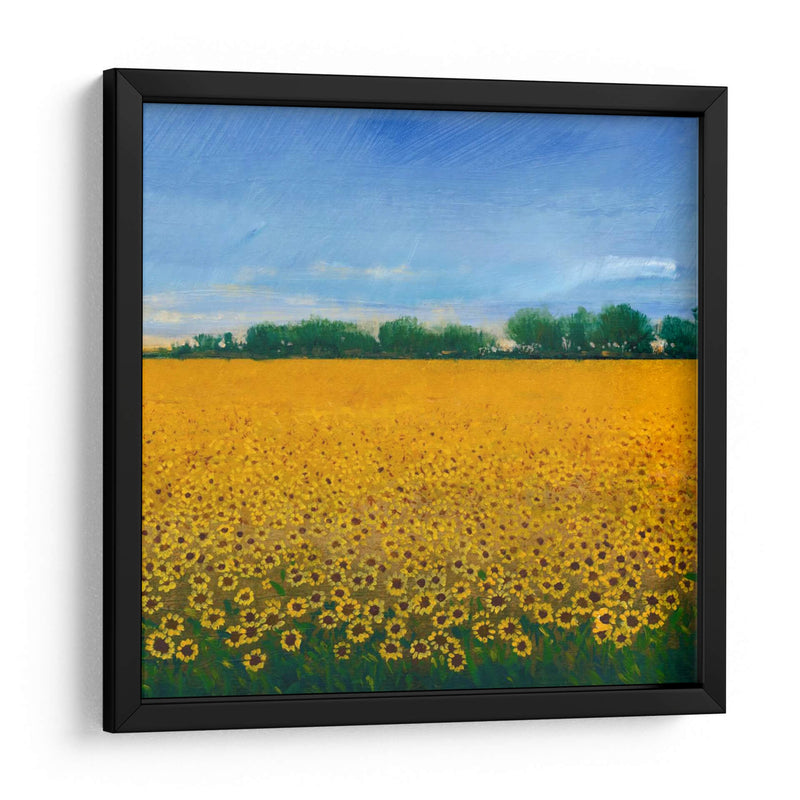 Campo De Girasoles Ii - Tim OToole | Cuadro decorativo de Canvas Lab