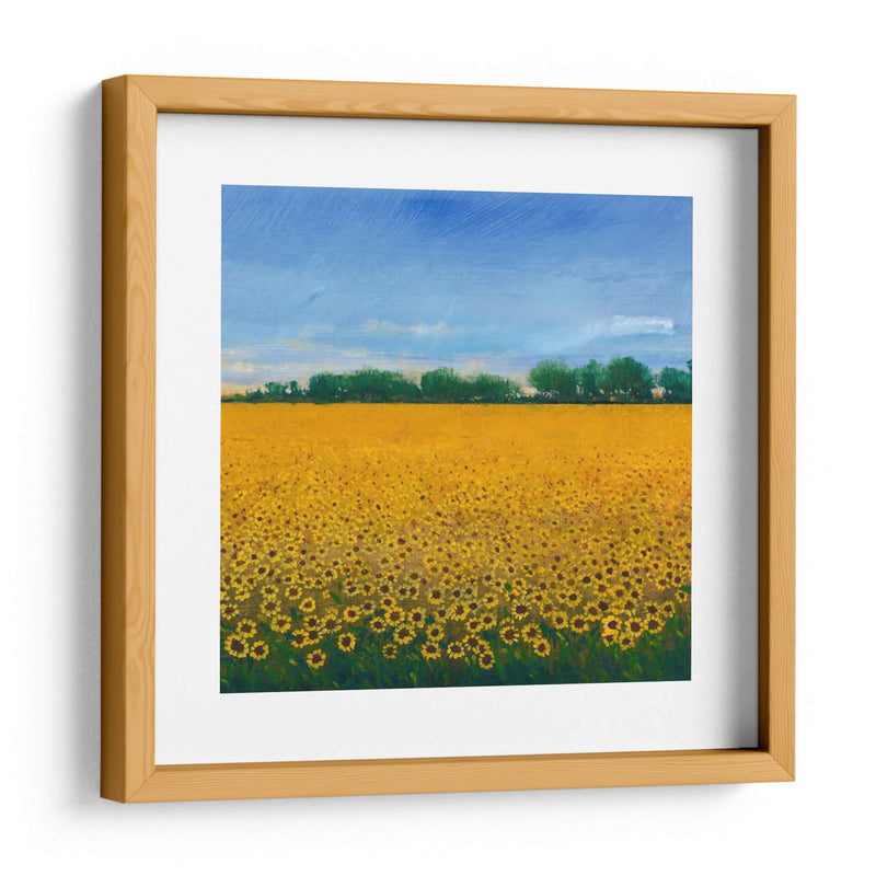 Campo De Girasoles Ii - Tim OToole | Cuadro decorativo de Canvas Lab