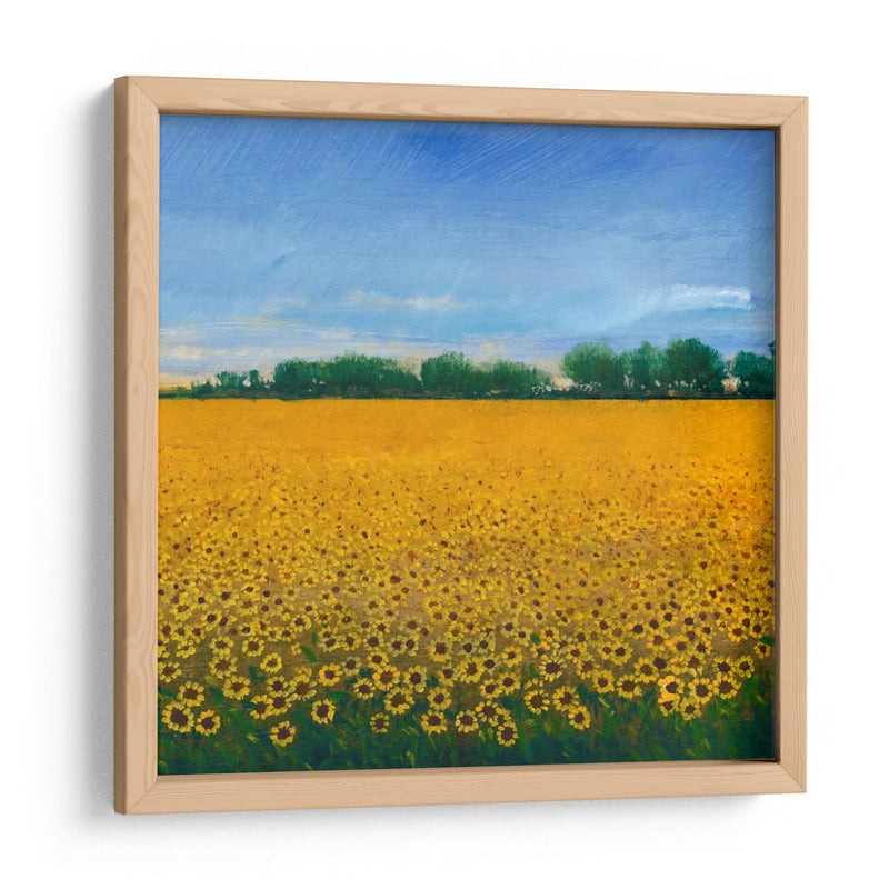 Campo De Girasoles Ii - Tim OToole | Cuadro decorativo de Canvas Lab