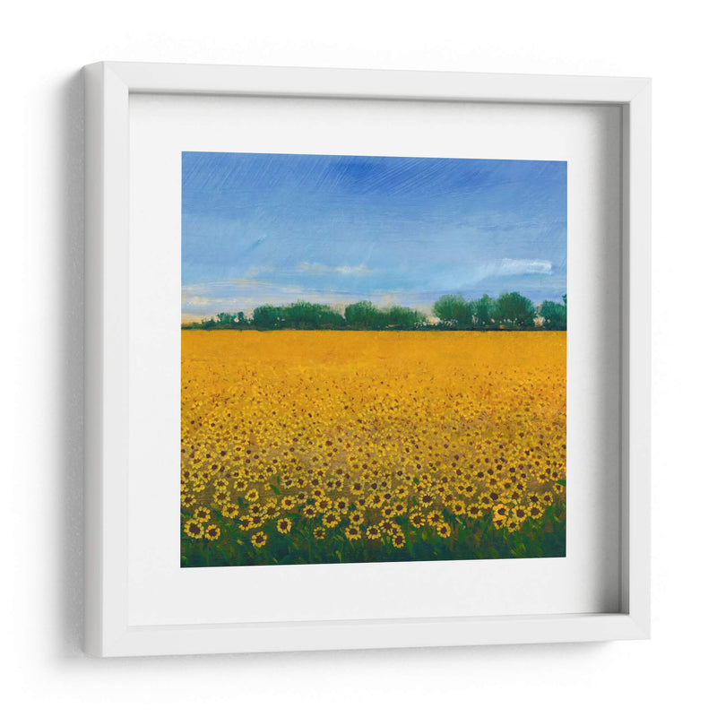 Campo De Girasoles Ii - Tim OToole | Cuadro decorativo de Canvas Lab