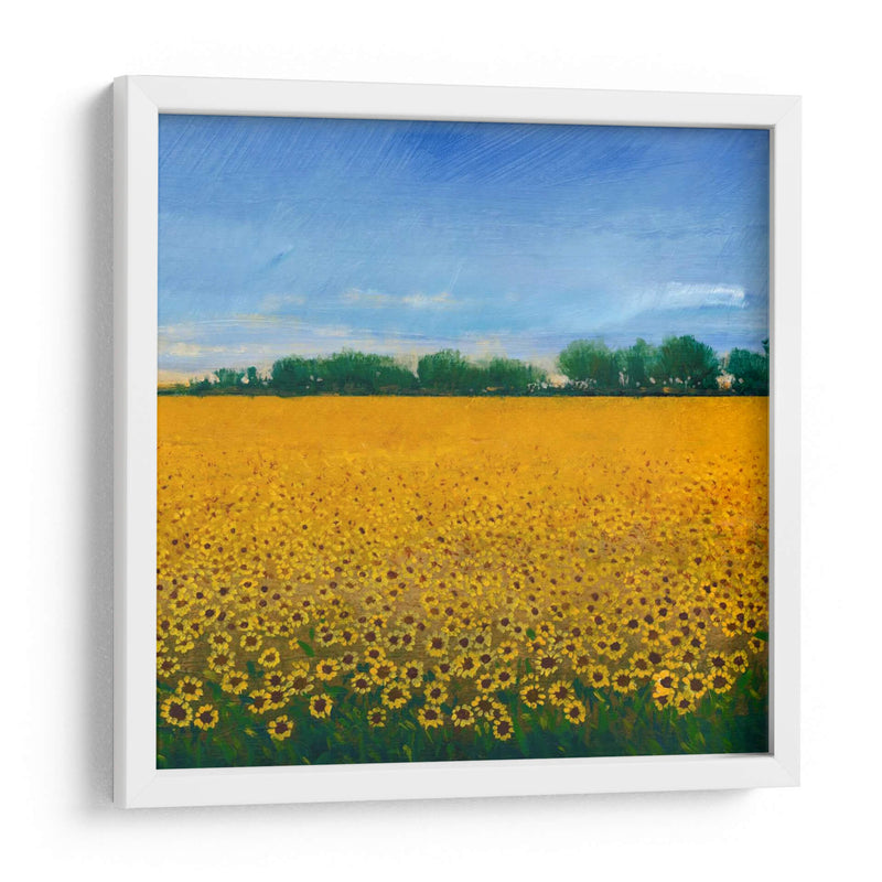 Campo De Girasoles Ii - Tim OToole | Cuadro decorativo de Canvas Lab