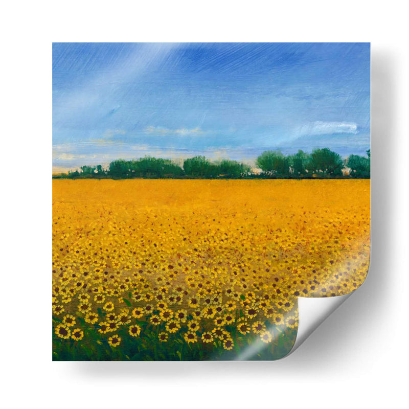 Campo De Girasoles Ii - Tim OToole | Cuadro decorativo de Canvas Lab