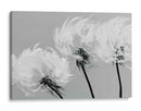 Dientes de león con viento - DIEGO D L | Cuadro decorativo de Canvas Lab
