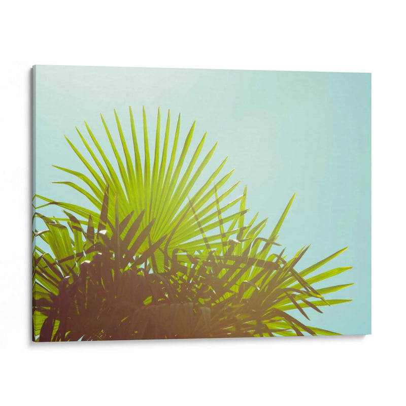 Sunny Palms I - Sonja Quintero | Cuadro decorativo de Canvas Lab