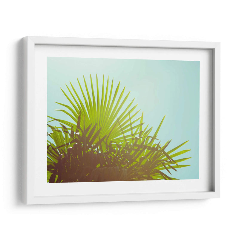 Sunny Palms I - Sonja Quintero | Cuadro decorativo de Canvas Lab