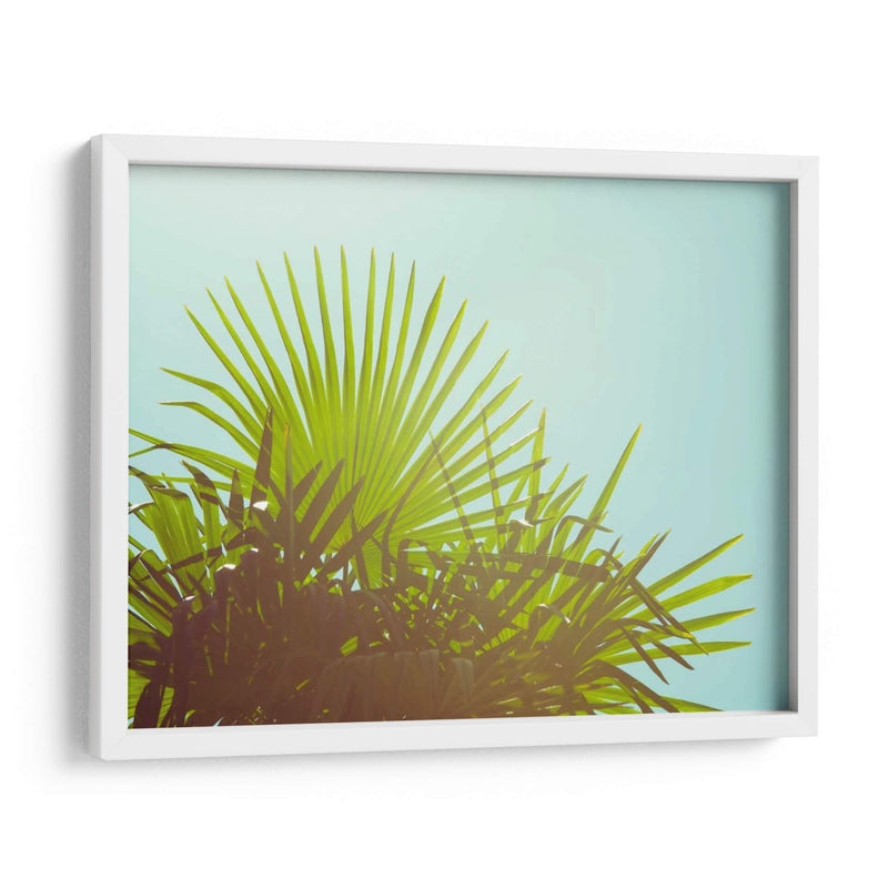 Sunny Palms I - Sonja Quintero | Cuadro decorativo de Canvas Lab