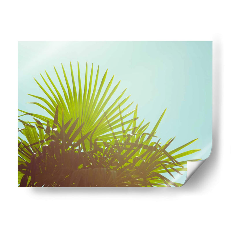 Sunny Palms I - Sonja Quintero | Cuadro decorativo de Canvas Lab