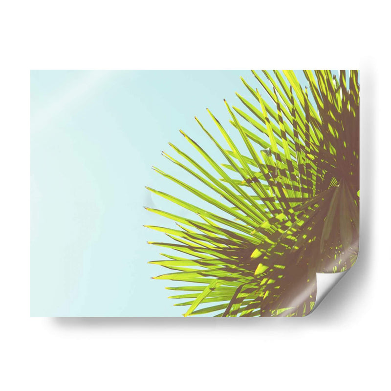 Sunny Palms Ii - Sonja Quintero | Cuadro decorativo de Canvas Lab