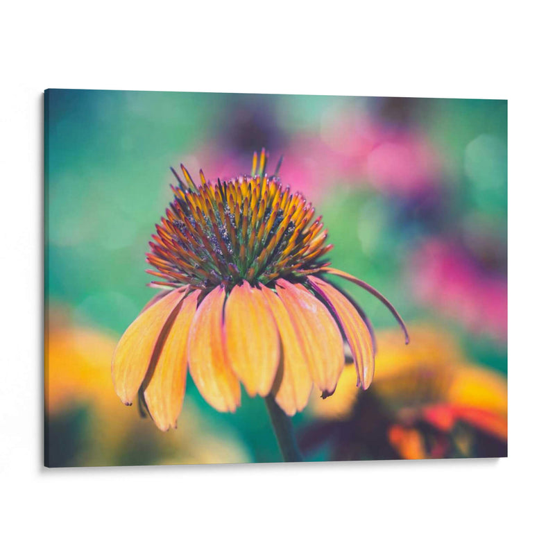 Mellow Yellows I - Sonja Quintero | Cuadro decorativo de Canvas Lab