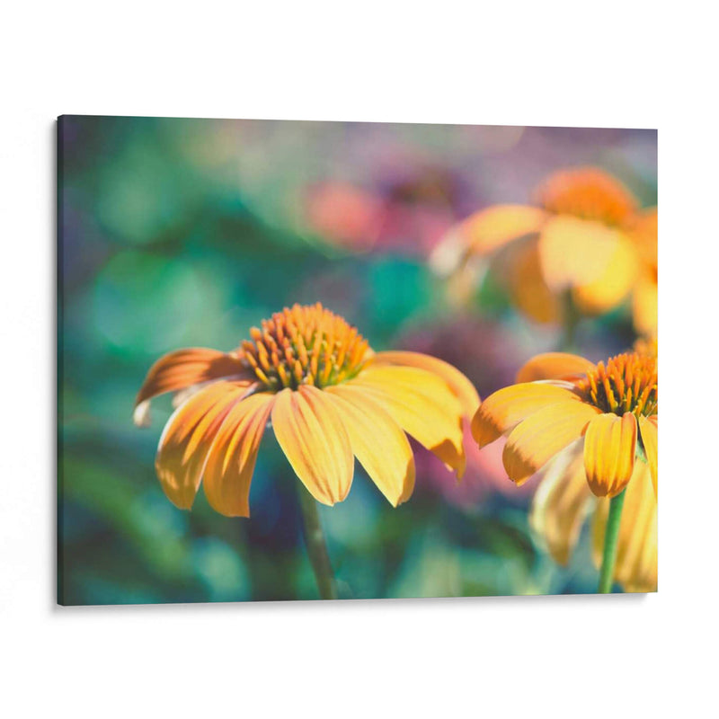 Mellow Yellows Ii - Sonja Quintero | Cuadro decorativo de Canvas Lab