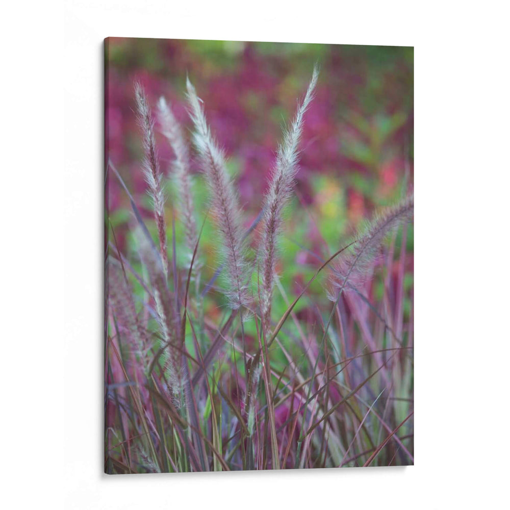 Plumes Purple Ii - Sonja Quintero | Cuadro decorativo de Canvas Lab