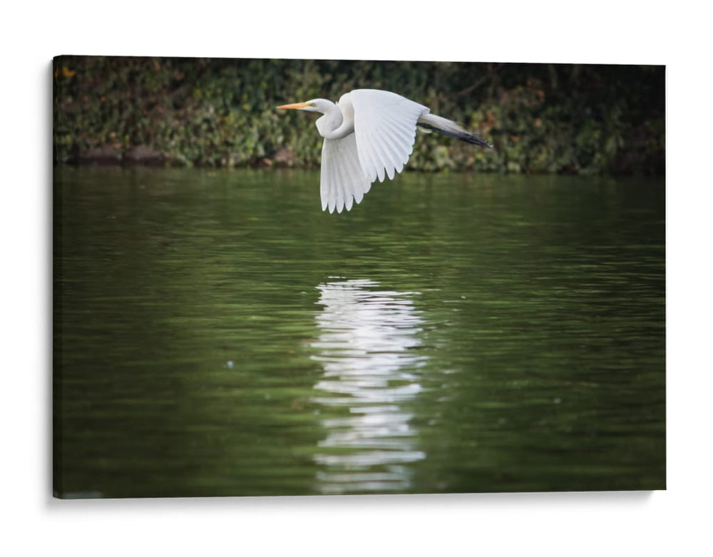 Vuelo Rasante - Ulises Páez | Cuadro decorativo de Canvas Lab