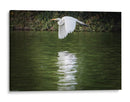 Vuelo Rasante - Ulises Páez | Cuadro decorativo de Canvas Lab