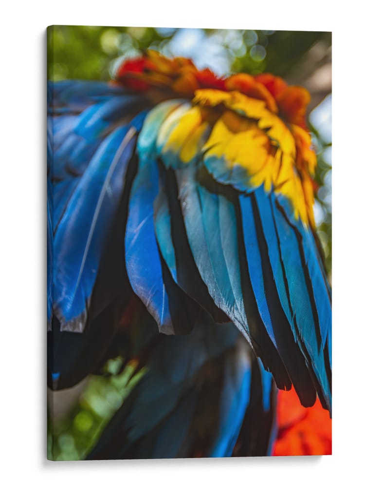 Alas tricolor - Ulises Páez | Cuadro decorativo de Canvas Lab