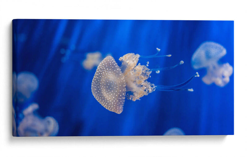 Acuario de Genoa | Cuadro decorativo de Canvas Lab