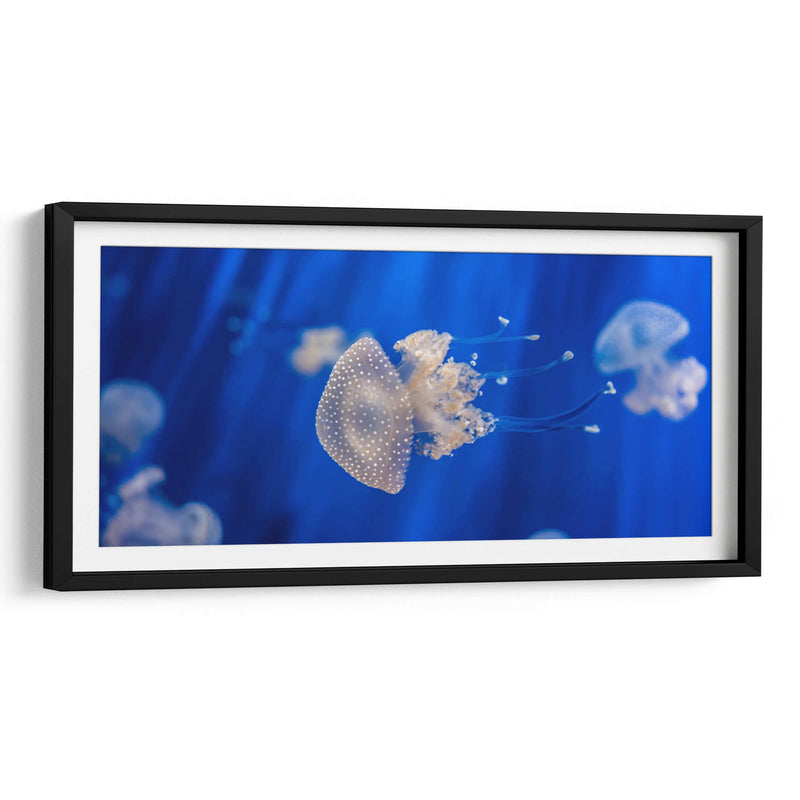 Acuario de Genoa | Cuadro decorativo de Canvas Lab