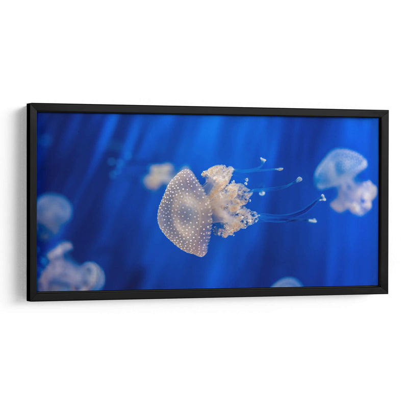 Acuario de Genoa | Cuadro decorativo de Canvas Lab